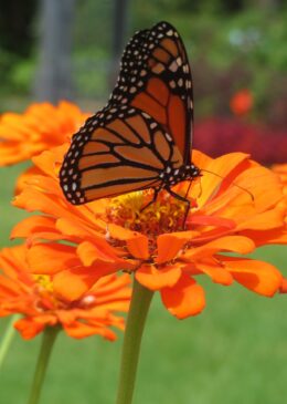 {{brizy_dc_image_alt imageSrc=